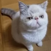 エキゾチックショートヘア【京都府・女の子・2025年6月16日・ブルーポイント】の写真10