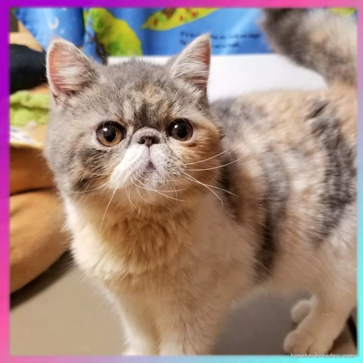 ID：2504-01221の子猫