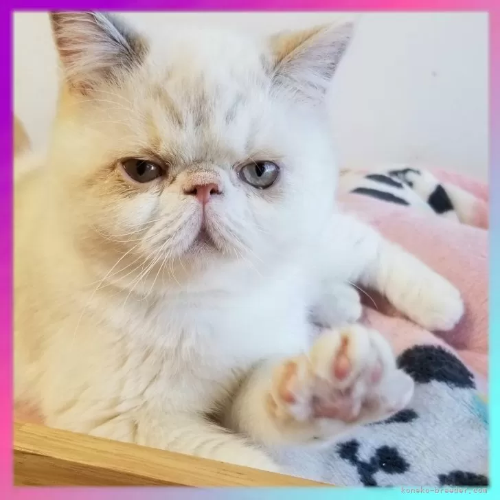 エキゾチックショートヘア【京都府・女の子・2025年6月16日・ブルーポイント】の写真1「甘えん坊でとっても性格が良い可愛い女の子です😊🌸」