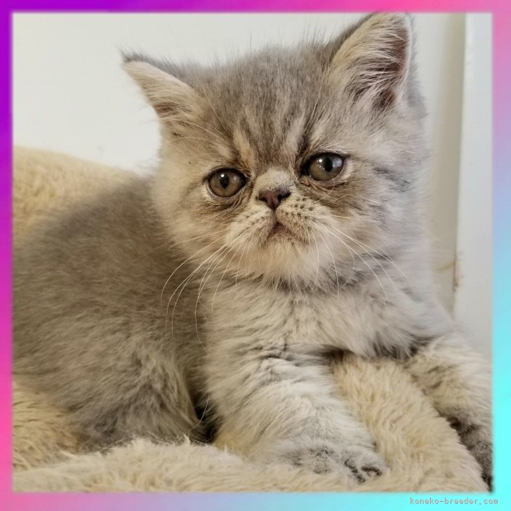 ブリーダー画像