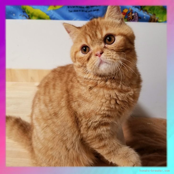 Y.N 様のお迎えした子猫