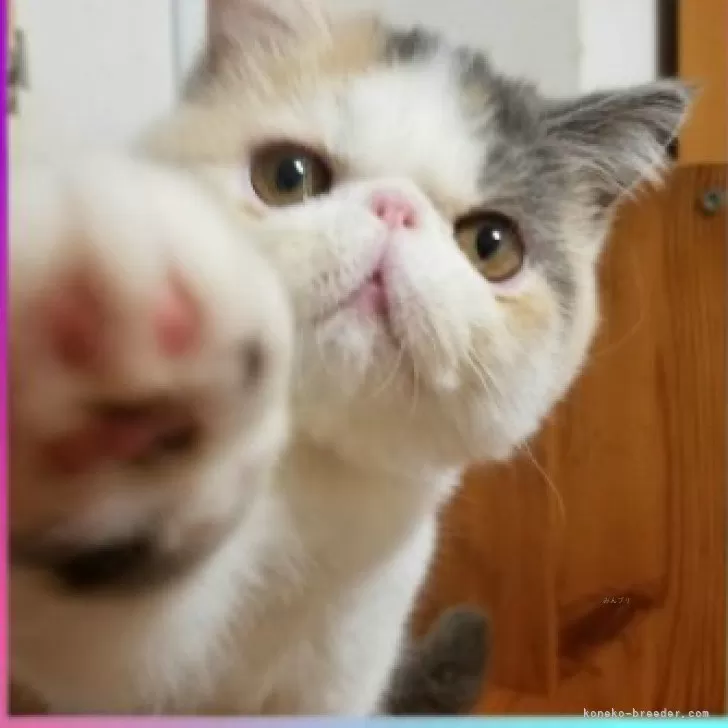 ねこおじさん 様のお迎えした子猫