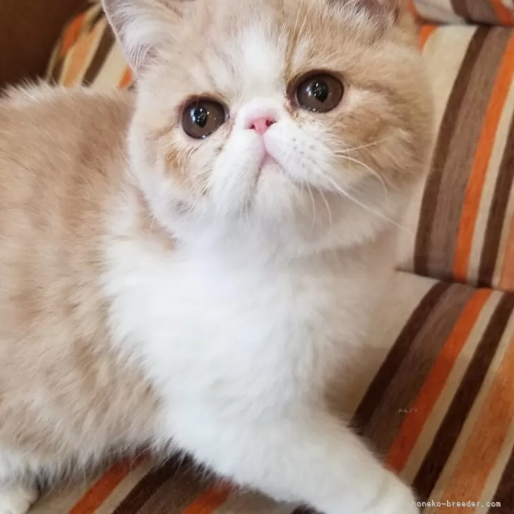 ID：2512-02425の子猫