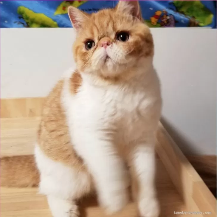 Y.N 様のお迎えした子猫