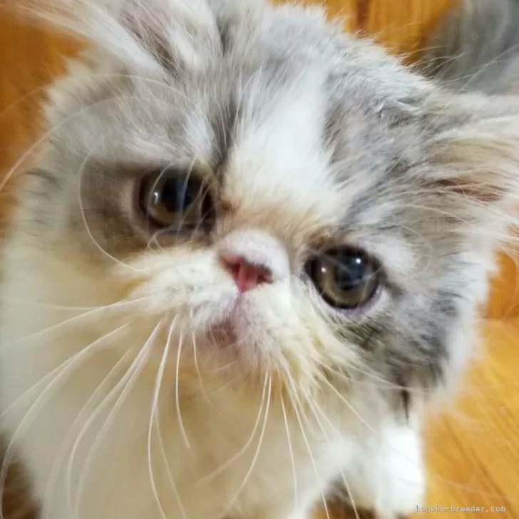 みちよ 様のお迎えした子猫