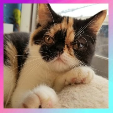 エキゾチックショートヘア【京都府・女の子・2025年6月16日・キャリコ（ショートヘア）】の写真「とっても可愛い女の子です🥰💓」