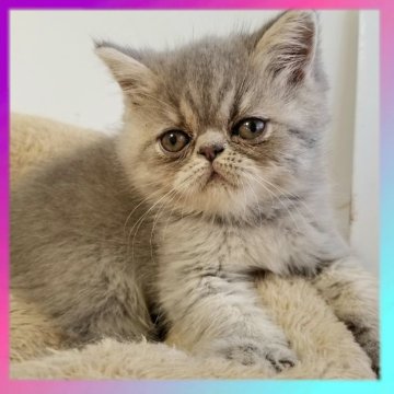 エキゾチックショートヘア【京都府・男の子・2025年6月23日・ブルー（ショートヘア）】の写真「とっても可愛いお顔の男の子です😊💓」