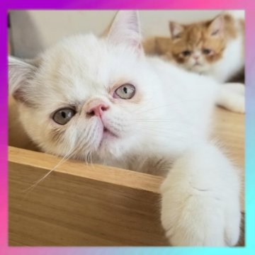 エキゾチックショートヘア【京都府・女の子・2025年6月16日・ブルーポイント（ショートヘア）】の写真「神秘的なカラーでとても可愛い女の子です🥰💓」