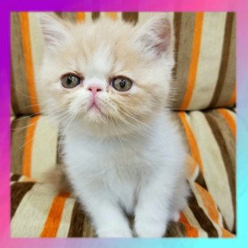 エキゾチックショートヘア【京都府・女の子・2025年11月1日・クリーム&ホワイト（ショートヘア）】の写真「穏やかでとっても可愛い女の子です🥰💗」