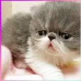 エキゾチックショートヘア