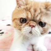 エキゾチックショートヘア