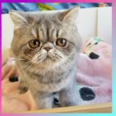 エキゾチックショートヘア