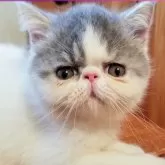 エキゾチックショートヘア