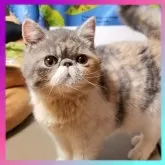 エキゾチックショートヘア