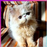 エキゾチックショートヘア