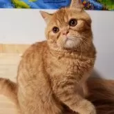 エキゾチックショートヘア