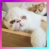 エキゾチックショートヘア