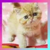 エキゾチックショートヘア