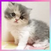 エキゾチックショートヘア