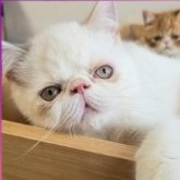 エキゾチックショートヘア