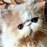 エキゾチックショートヘア