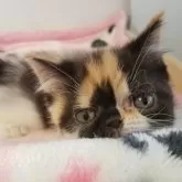 エキゾチックショートヘア