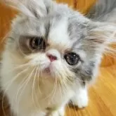 エキゾチックショートヘア