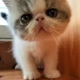 エキゾチックショートヘア