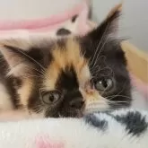 エキゾチックショートヘア