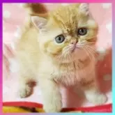 エキゾチックショートヘア