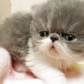エキゾチックショートヘア