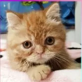 エキゾチックショートヘア