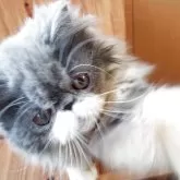 エキゾチックショートヘア