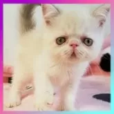エキゾチックショートヘア