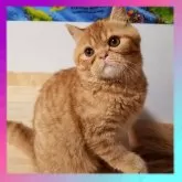 エキゾチックショートヘア