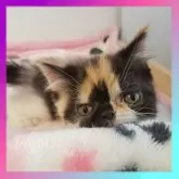 エキゾチックショートヘア