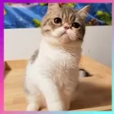 エキゾチックショートヘア