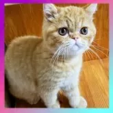 エキゾチックショートヘア