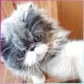 エキゾチックショートヘア