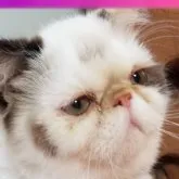 エキゾチックショートヘア