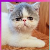 エキゾチックショートヘア