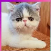 エキゾチックショートヘア