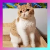 エキゾチックショートヘア