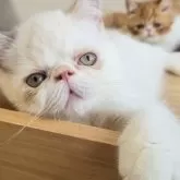 エキゾチックショートヘア