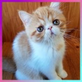 エキゾチックショートヘア