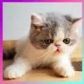 エキゾチックショートヘア