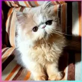 エキゾチックショートヘア