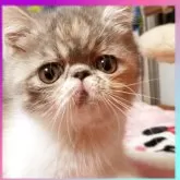 エキゾチックショートヘア