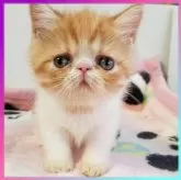 エキゾチックショートヘア
