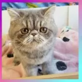 エキゾチックショートヘア